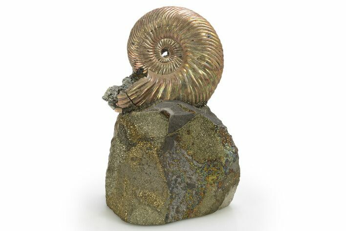 Iridescent, Pyritized Ammonite (Quenstedticeras) Fossil Display #316328
